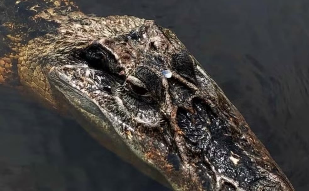 Imagem - Vídeo de jacaré 'pet' em rio do Amazonas viraliza nas redes sociais