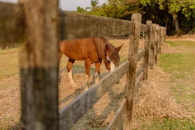 O Ministério da Agricultura registrou a morte de 222 cavalos em cinco Estados após a notificação de casos envolvendo ração contaminada. 
