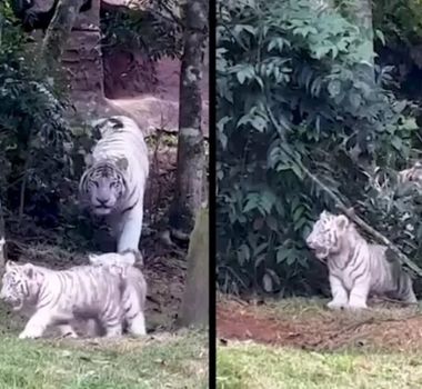 Imagem - Filhotes raros de tigre branco nascem em parque de conservação em SP