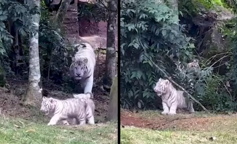 Apesar da aparência marcante, os tigres brancos não constituem uma subespécie distinta.

