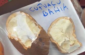 'Cupuaçu da Bahia?' Paraenses reagem à nova polêmica sobre a origem do fruto amazônico