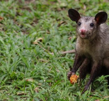 Imagem - Venda de carne de animais silvestres em Cametá acende alerta: MP abre investigação