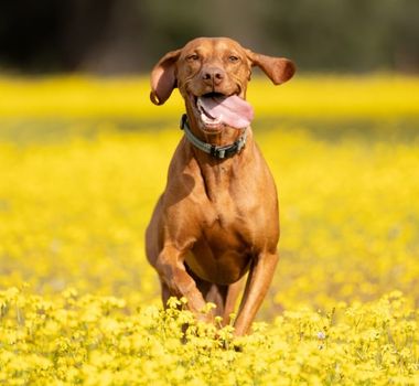 Imagem - 7 raças de cachorro ideais para quem pratica corrida
