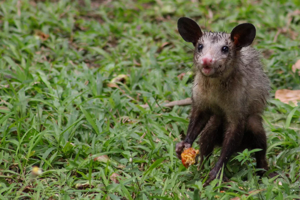 Imagem - Venda de carne de animais silvestres em Cametá acende alerta: MP abre investigação