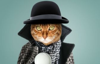 12 nomes de personagens de livros para gatos