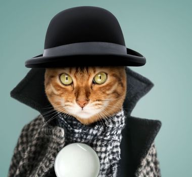 Imagem - 12 nomes de personagens de livros para gatos