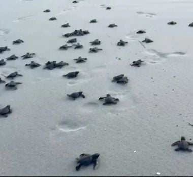 Imagem - Filhotes de tartaruga-oliva são soltos na Praia do Atalaia, em Salinópolis