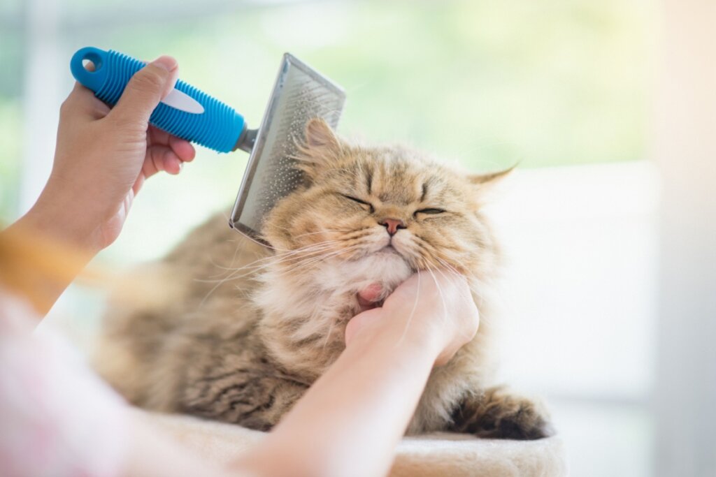 Escovar os gatos pode ajudar a diminuir os agentes alérgicos (Imagem: ANURAK PONGPATIMET | Shutterstock) 