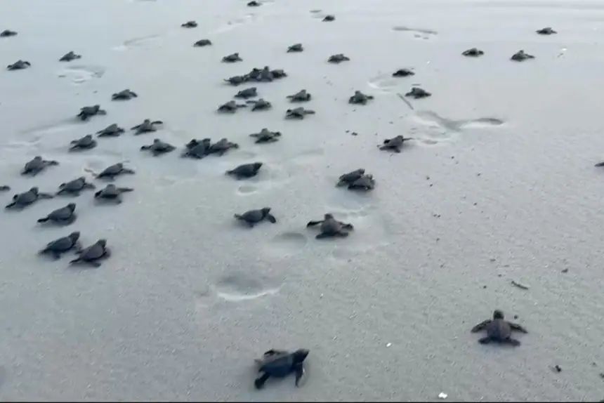 Imagem - Filhotes de tartaruga-oliva são soltos na Praia do Atalaia, em Salinópolis