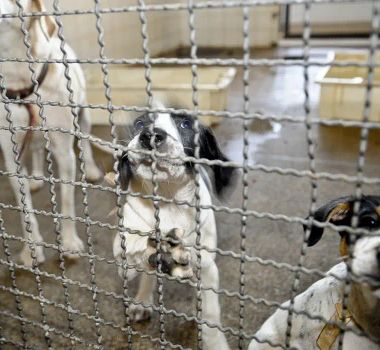 Imagem - Projeto aprovado na Câmara proíbe uso de animais em testes cosméticos