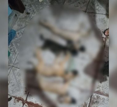 Imagem - Animais são envenenados em Ananindeua e família denuncia caso nas redes sociais