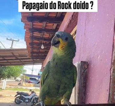 Imagem - Papagaio do 'Rock Doido': ave do Pará vira sensação ao reproduzir efeitos de aparelhagem; assista