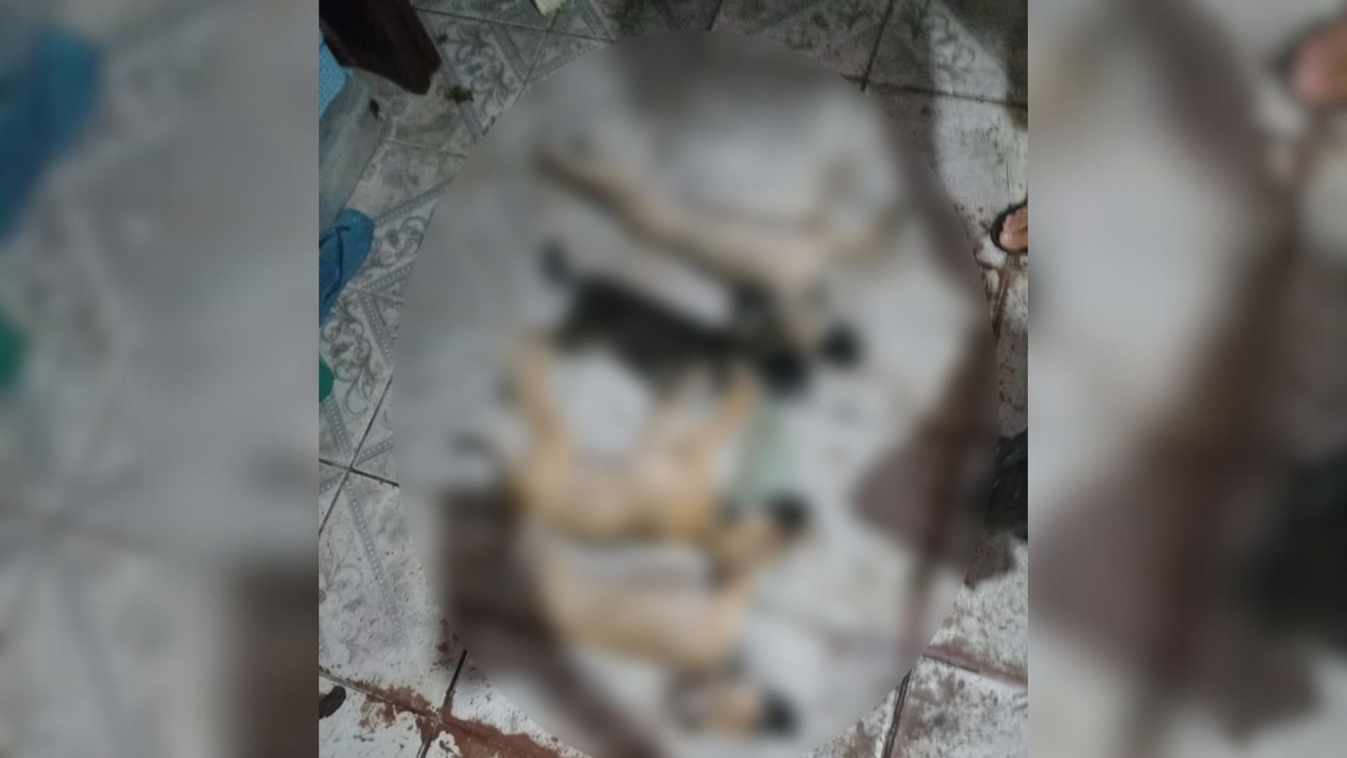 Animais são envenenados em Ananindeua e família denuncia caso nas redes sociais