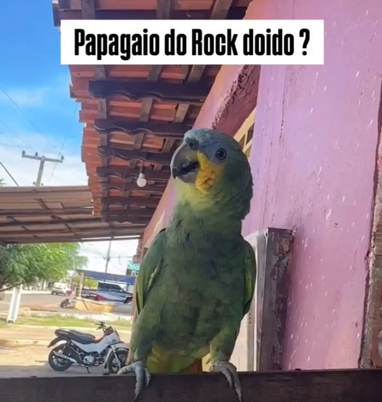 Reprodução 