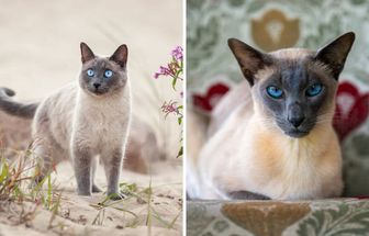 7 diferenças entre os gatos das raças thai e siamês 