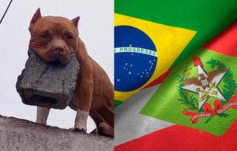 Santa Catarina proíbe pitbulls: decreto estadual veta criação, venda e circulação da raça