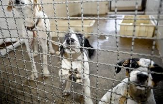 Projeto aprovado na Câmara proíbe uso de animais em testes cosméticos