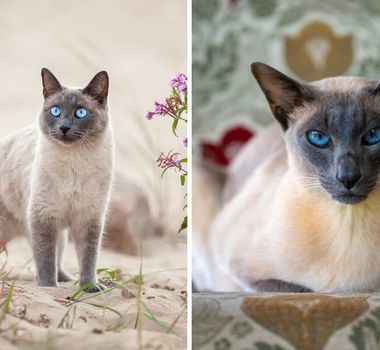 Imagem - 7 diferenças entre os gatos das raças thai e siamês 