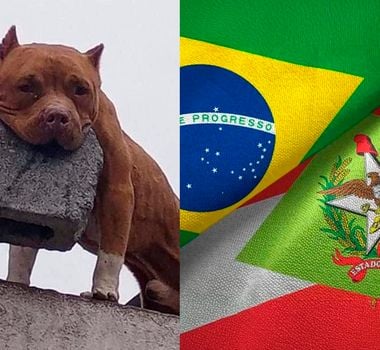 Imagem - Santa Catarina proíbe pitbulls: decreto estadual veta criação, venda e circulação da raça