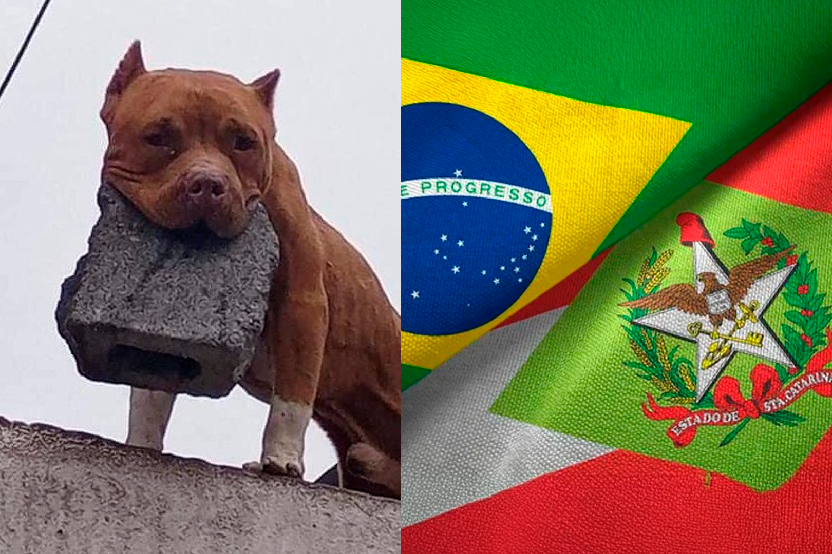 Lei contra pitbull foi aprovada em Santa Catarina -
