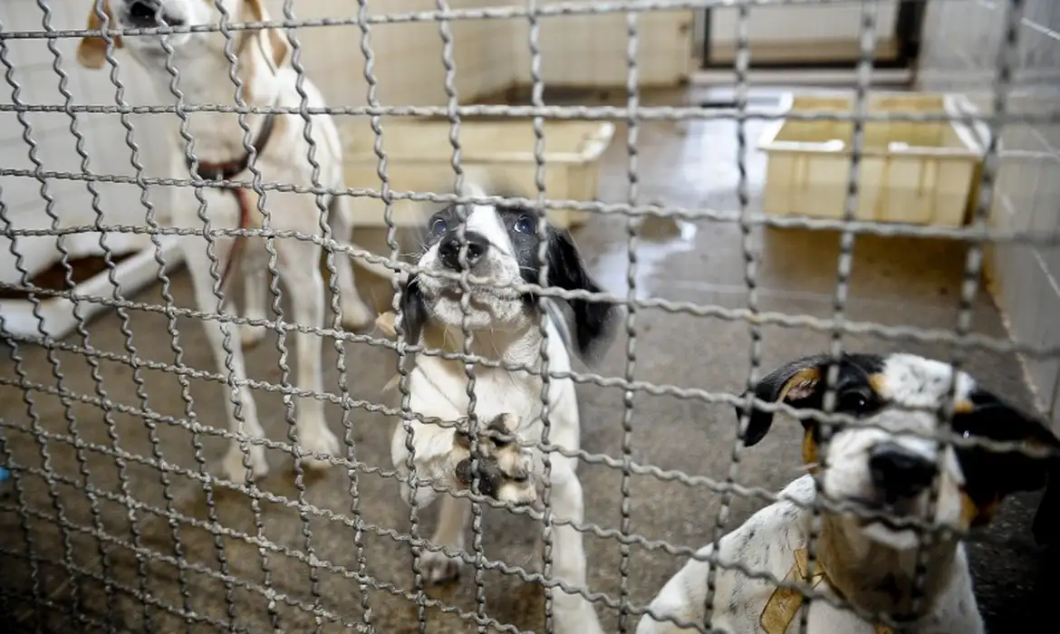Projeto aprovado na Câmara proíbe uso de animais em testes cosméticos - 