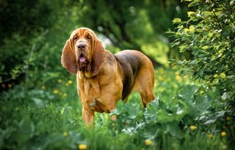 4 características do cachorro da raça bloodhound