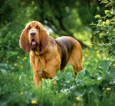 Imagem - 4 características do cachorro da raça bloodhound