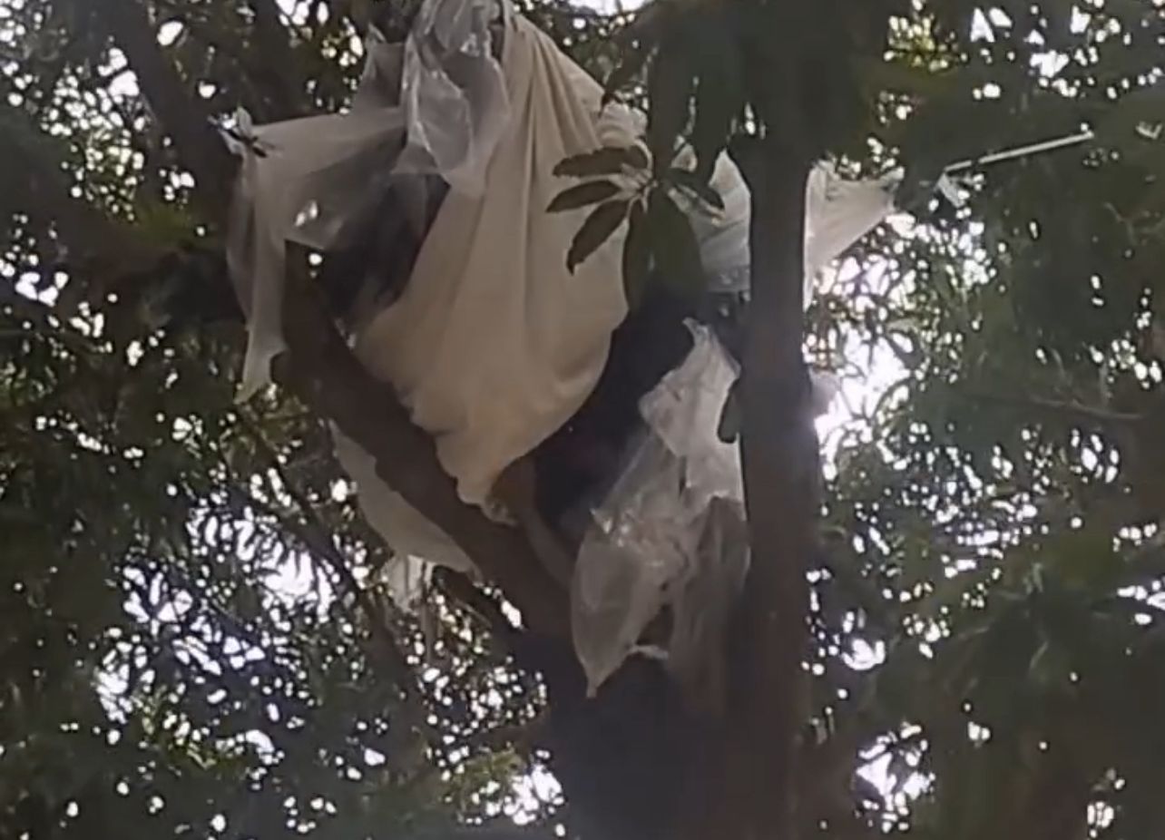 Imagem - Homem em situação de rua constrói casa na árvore na Praça Dom Pedro II, em Belém; assista