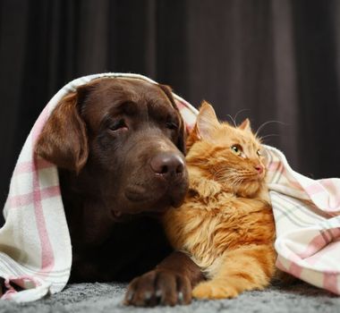 Imagem - 5 dicas para manter a saúde dos animais no inverno