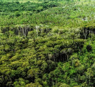 Imagem - Pará registra menor área sob alertas de desmatamento desde 2019