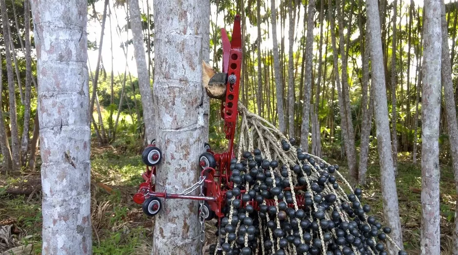 Máquina coletora de açaí acelera a produção