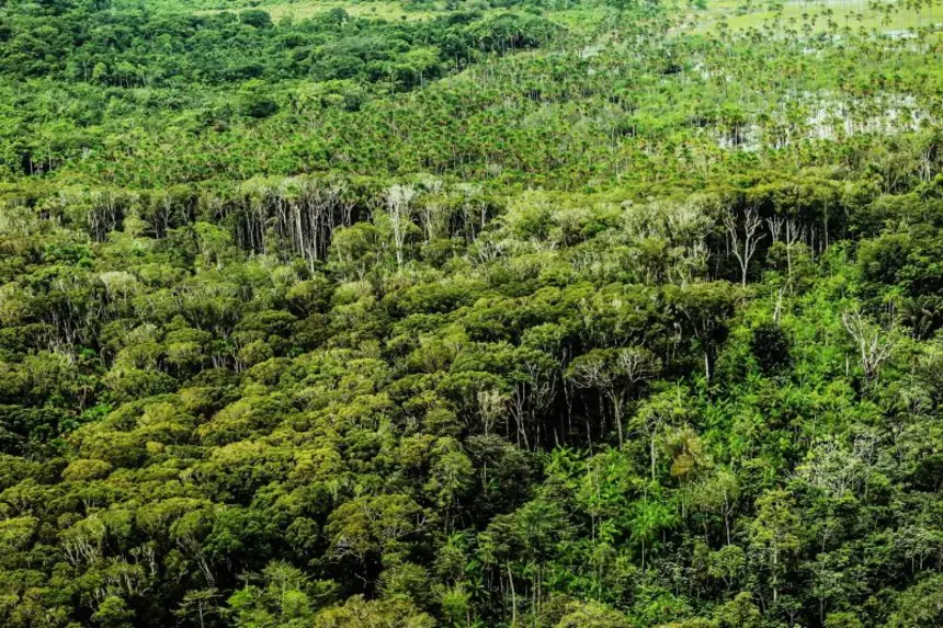 Imagem - Pará registra menor área sob alertas de desmatamento desde 2019