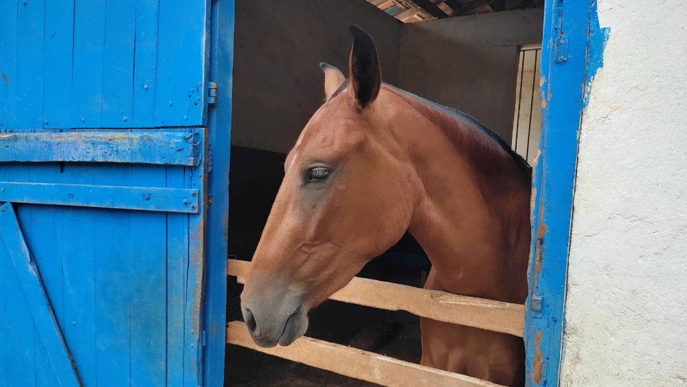 Cavalos - 
