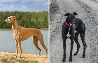 6 diferenças entre os cães das raças whippet e galgo inglês