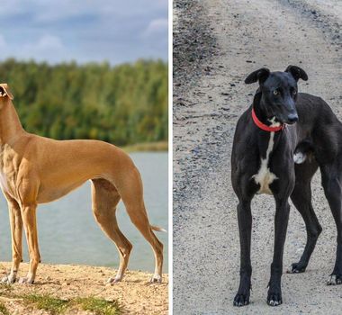 Imagem - 6 diferenças entre os cães das raças whippet e galgo inglês