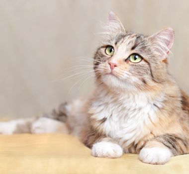 Imagem - 12 nomes fofos para gatos
