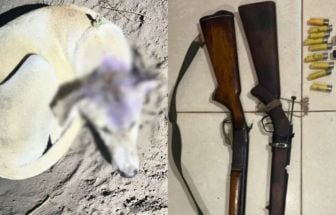 Crueldade: homem é preso por manter cadelas para praticar zoofilia