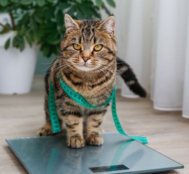 Imagem - 7 riscos da obesidade para cães e gatos