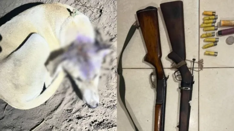 O suspeito confessou o crime e declarou que cometia a prática de zoofilia por não ter uma parceira.