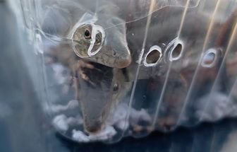 PRF resgata animais silvestres transportados em bagageiro de ônibus interestadual na BR 316