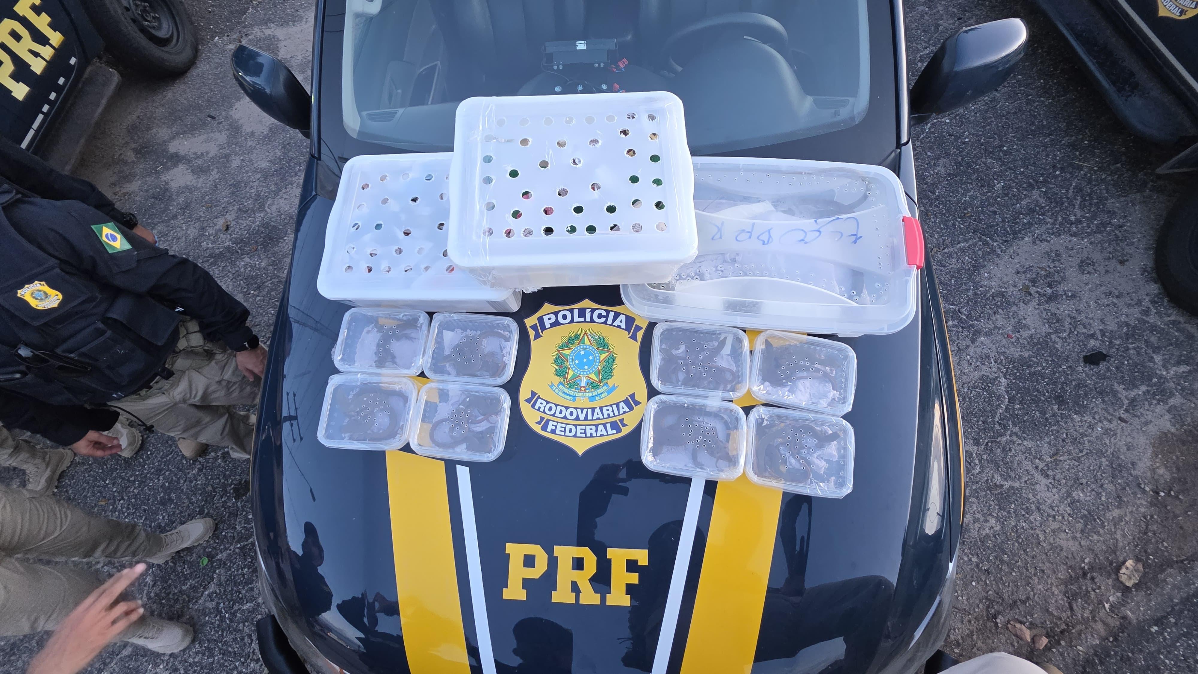 PRF resgata animais silvestres transportados em bagageiro de ônibus interestadual na BR 316.