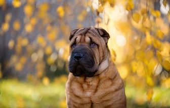 7 animais mais propensos a problemas oculares