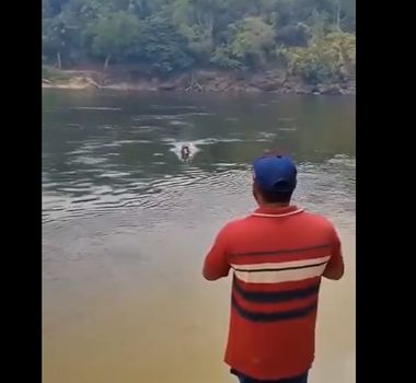 Imagem - Após roubar peixe, boto ‘tira onda’ com pescadores em Santarém; assista