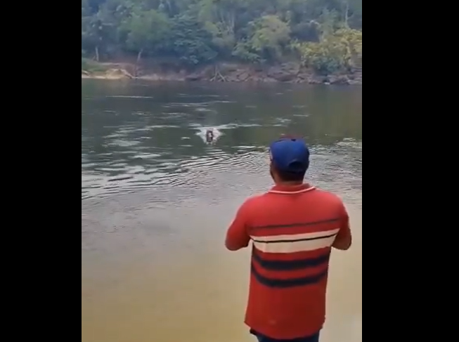 Após roubar peixe, boto ‘tira onda’ com pescadores em Santarém