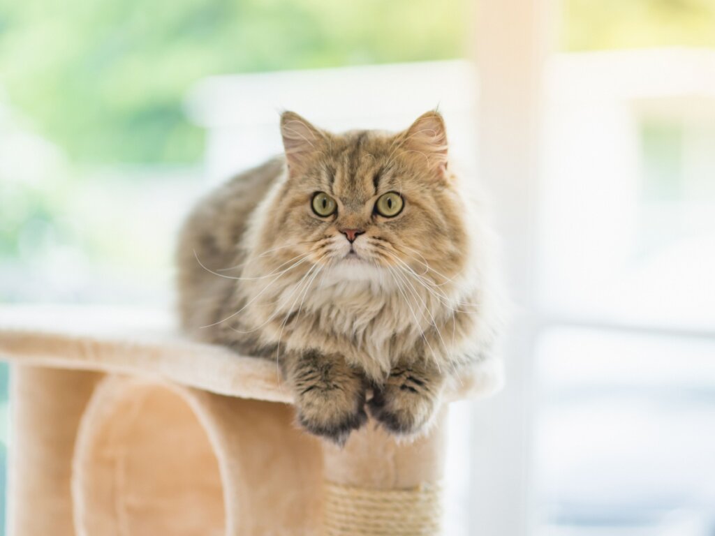 O gato persa é particularmente suscetível a problemas de visão (Imagem: ANURAK PONGPATIMET | Shutterstock)
