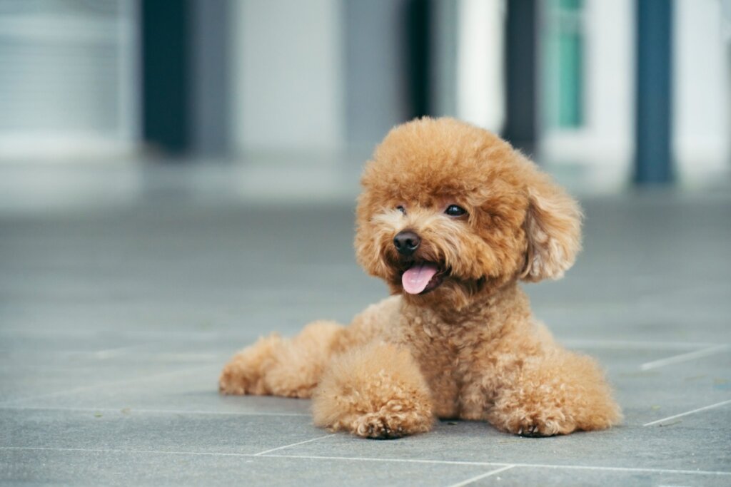 O poodle tem maior predisposição à catarata (Imagem: Lim Tiaw Leong | Shutterstock)