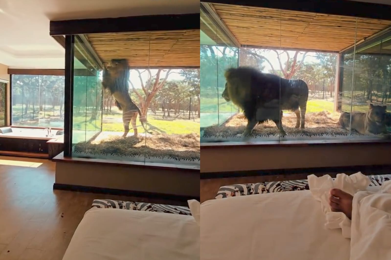Imagem - Turista tem 'bom dia' inusitado com leão em hotel no meio da savana