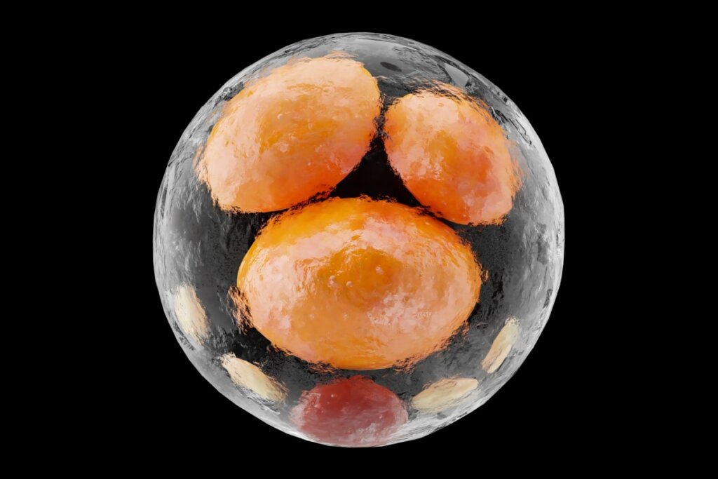 Composto encontrado nas frutas vermelhas abre espaço para pesquisas futuras sobre a redução de gordura em humanos (Imagem: ALIOUI MA | Shutterstock)