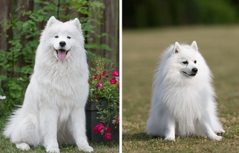 7 diferenças entre os cães das raças samoieda e spitz japonês