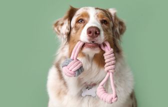 10 nomes para cachorros com muita energia 